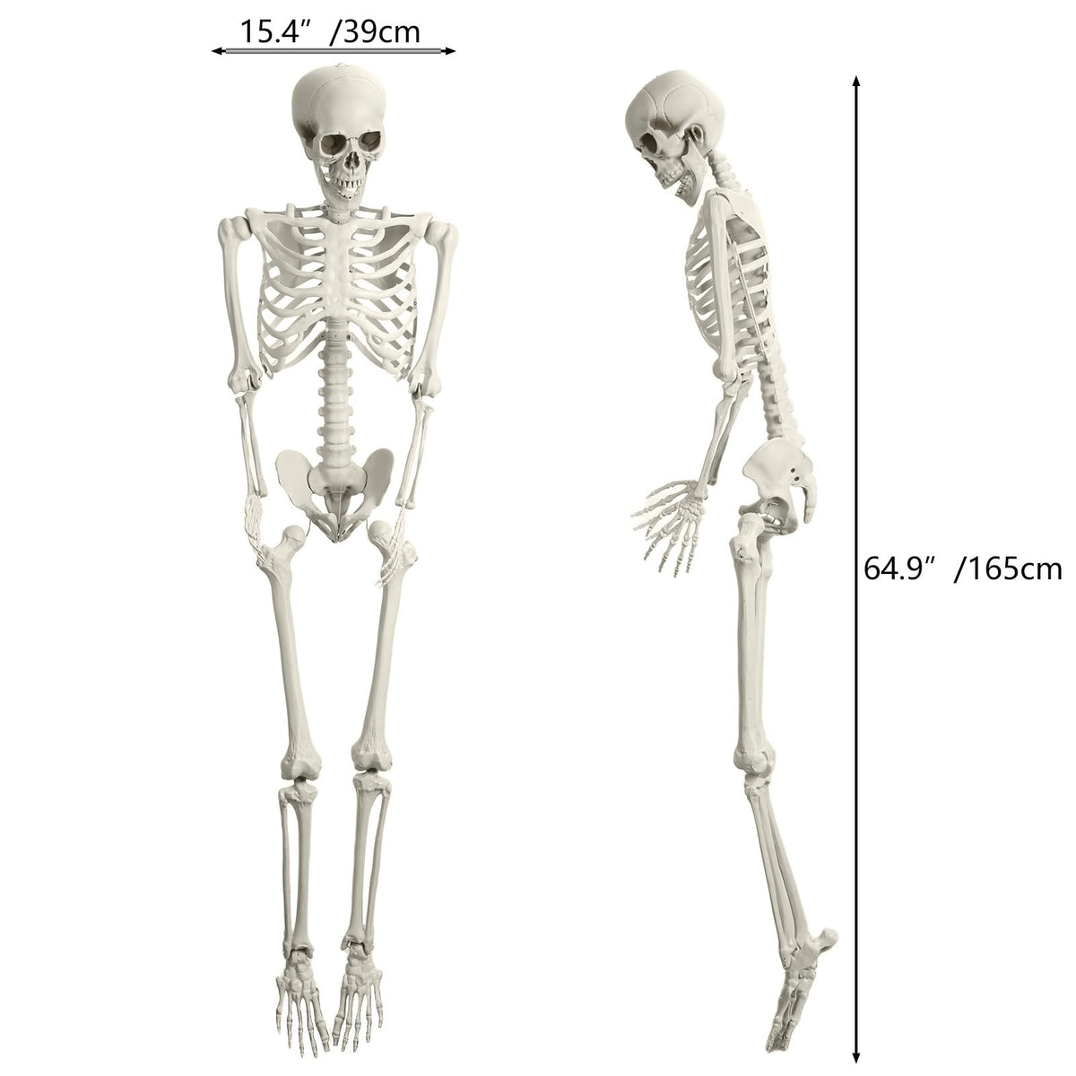 5.4FT 170cm Life Size Posable Skeleton with Movable Joints T87040